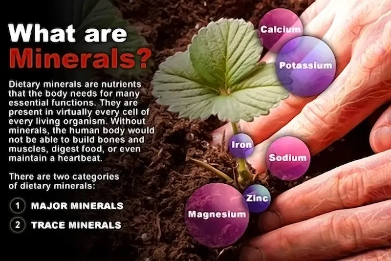 key minerals and their role in body