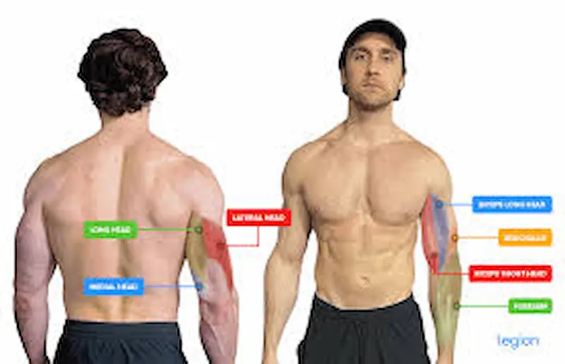 target all major muscle groups
